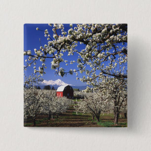 USA, Oregon, Hood River Valley, Pear orchard Button
