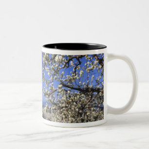 USA, Oregon, Hood River Valley, Pear orchard Zweifarbige Tasse