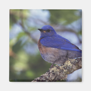 USA, Oregon. Männliche Westliche Blaudrossel Magnet