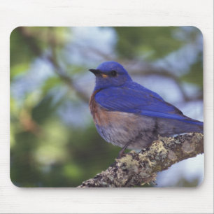 USA, Oregon. Männliche Westliche Blaudrossel Mousepad