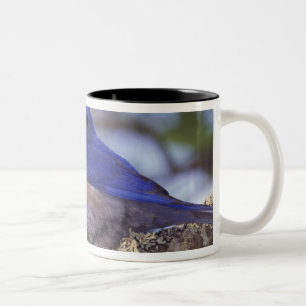 USA, Oregon. Männliche Westliche Blaurinke Zweifarbige Tasse