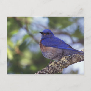 USA, Oregon Männlicher Western Bluebird Postkarte