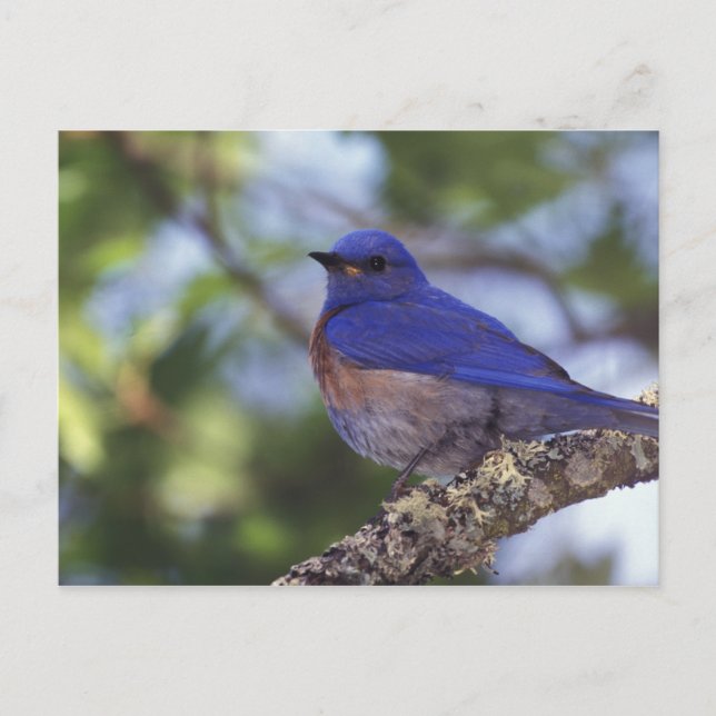 USA, Oregon Männlicher Western Bluebird Postkarte (Vorderseite)