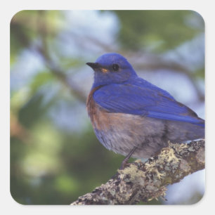 USA, Oregon Männlicher Western Bluebird Quadratischer Aufkleber
