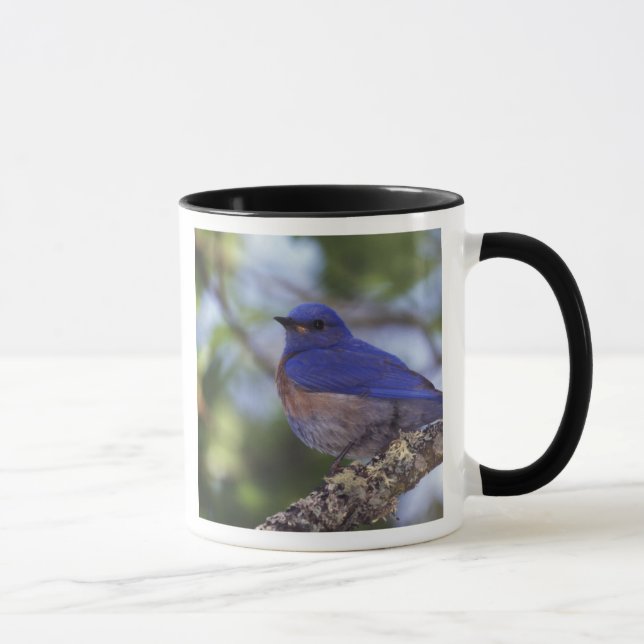USA, Oregon Männlicher Western Bluebird Tasse (Rechts)