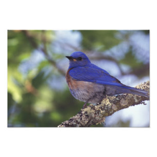 USA, Oregon. Männlicher Westlicher Blauvogel Fotodruck