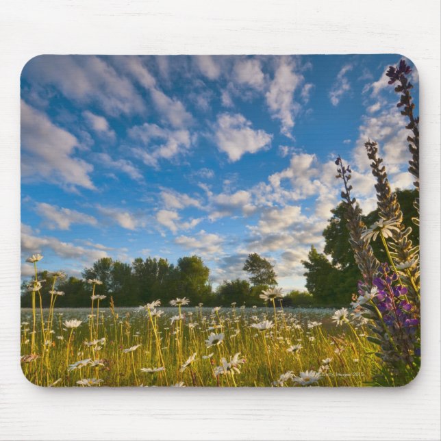 USA, Oregon, Marion County, Wiese mit Mousepad (Vorne)