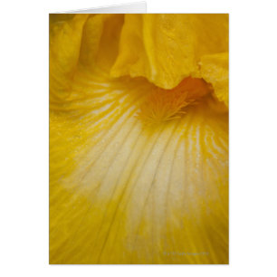 USA, Oregon, Nahaufnahme der gelben Iris