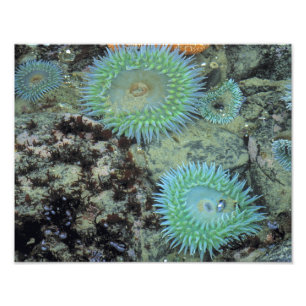 USA, Oregon, Neptun SP. Juwel-farbene See Fotodruck