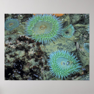 USA, Oregon, Neptun SP. Juwel-farbene See Poster