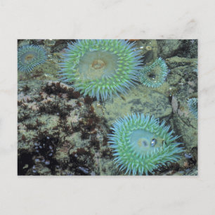 USA, Oregon, Neptun SP. Juwel-farbene See Postkarte