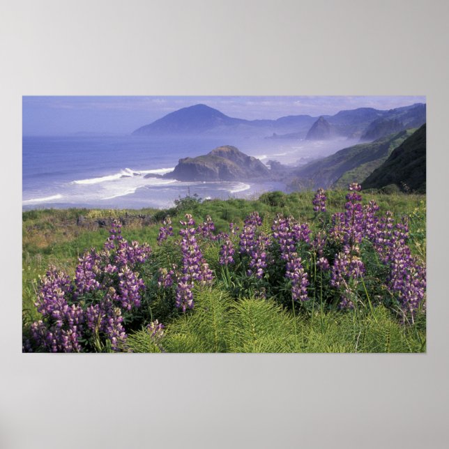 USA, Oregon, Nesika Beach. Lupine und Oregon Poster (Vorne)