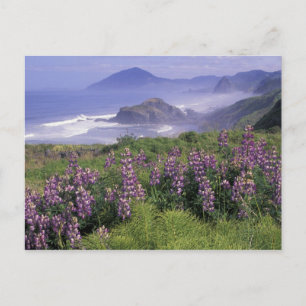 USA, Oregon, Nesika Beach. Lupine und Oregon Postkarte