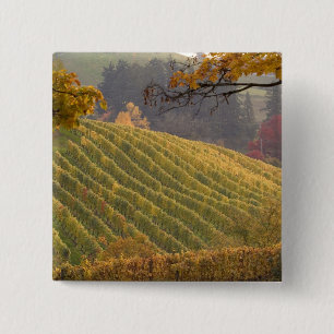 USA, Oregon, Newberg. Weinberg im Herbst. Button