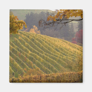 USA, Oregon, Newberg. Weinberg im Herbst. Magnet