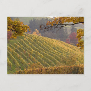 USA, Oregon, Newberg. Weinberg im Herbst. Postkarte