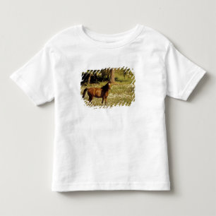 USA, Oregon. Pferd auf einem Feld mit Gänseblümche Kleinkind T-shirt