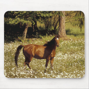USA, Oregon. Pferd auf einem Feld mit Gänseblümche Mousepad