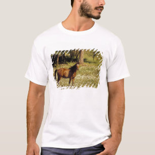 USA, Oregon. Pferd auf einem Feld mit Gänseblümche T-Shirt