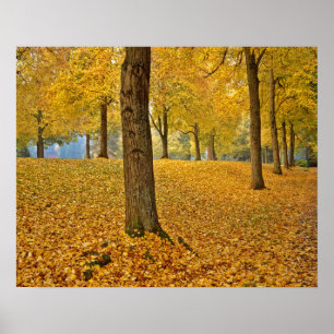 USA, Oregon, Portland. American Linden Trees Poster