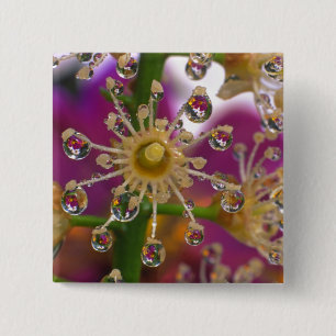 USA, Oregon, Portland. Cosmos-Blumen spiegeln sich Button