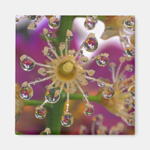USA, Oregon, Portland. Kosmos-Blume spiegeln sich Magnet