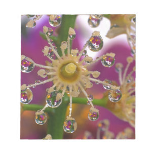 USA, Oregon, Portland. Kosmos-Blume spiegeln sich  Notizblock