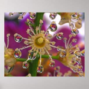 USA, Oregon, Portland. Kosmos-Blume spiegeln sich Poster