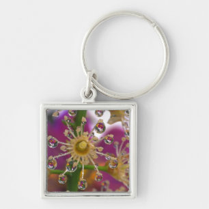 USA, Oregon, Portland. Kosmos-Blume spiegeln sich  Schlüsselanhänger