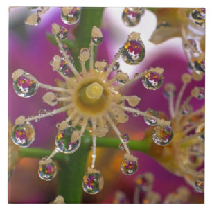 USA, Oregon, Portland. Kosmosblumen spiegeln sich  Fliese