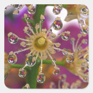 USA, Oregon, Portland. Kosmosblumen spiegeln sich Quadratischer Aufkleber