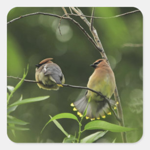 USA, Oregon, Portland. Männlicher Zedernwachs Quadratischer Aufkleber