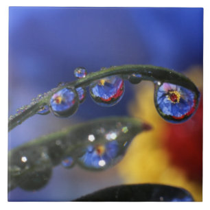 USA, Oregon, Portland, Nahe Ansiedlung von Ladybir Fliese