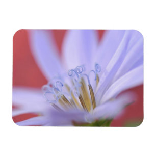 USA, Oregon, Portland. Nahe Entstehung von Wildzic Magnet