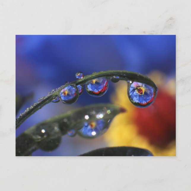 USA, Oregon, Portland, Naher Nachwuchs Postkarte (Vorderseite)