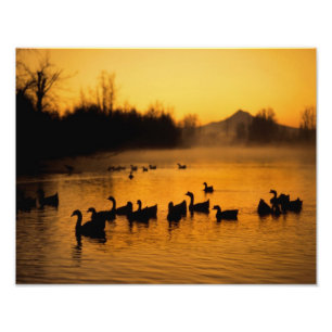 USA, Oregon, Portland. Wasservögel in Kolumbien Fotodruck