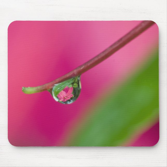 USA, Oregon, Shore Acres Gardens, Wassertröpfchen Mousepad (Vorne)