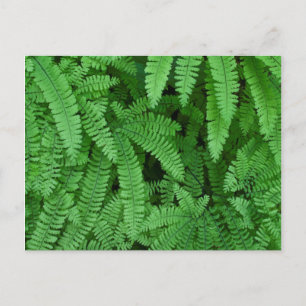 USA, Oregon, Silverton. Maidenhair Ferns Postkarte