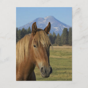 USA, Oregon, Sisters, Blick auf Three Sisters, Postkarte