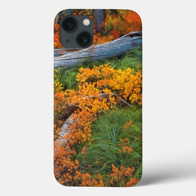 USA, Oregon, Willamette National Forest Case-Mate iPhone Hülle (Rückseite)