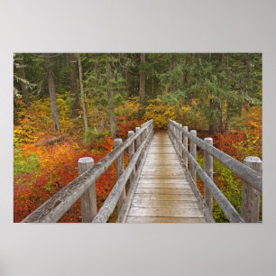 USA, Oregon, Willamette National Forest. Poster