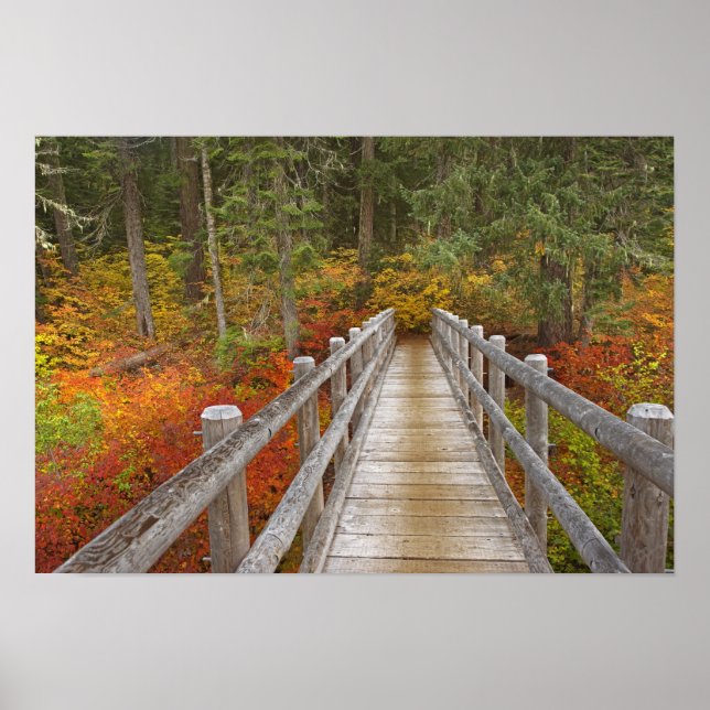 USA, Oregon, Willamette National Forest. Poster (Vorne)