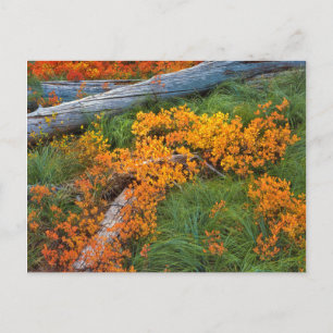 USA, Oregon, Willamette National Forest Postkarte