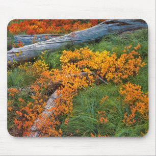 USA, Oregon, Willamette Nationalforst Mousepad
