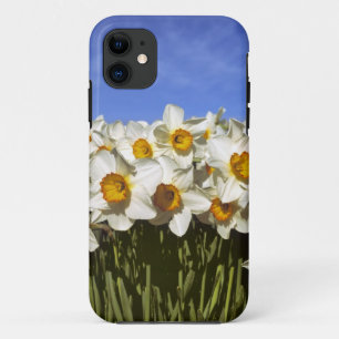 USA, Oregon, Willamette Valley. Daffodien wachsen Case-Mate iPhone Hülle