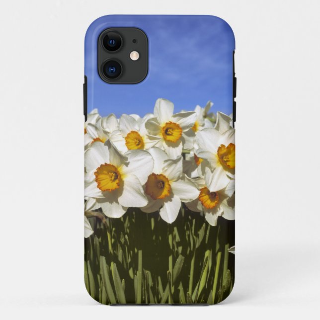 USA, Oregon, Willamette Valley. Daffodien wachsen Case-Mate iPhone Hülle (Rückseite)