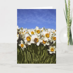 USA, Oregon, Willamette Valley. Daffodien wachsen Feiertagskarte