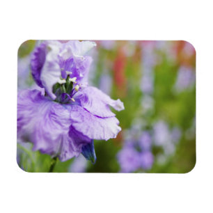 USA, Oregon, Willamette Valley, Larkspur Close 3 Magnet