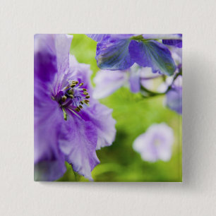 USA, Oregon, Willamette Valley, Larkspur Nah 2 Button