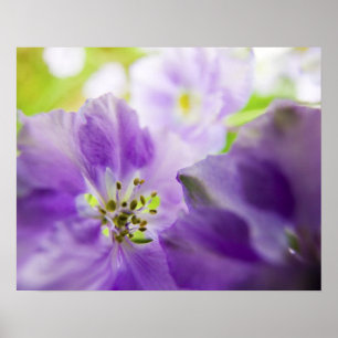 USA, Oregon, Willamette Valley, Larkspur Nah Poster